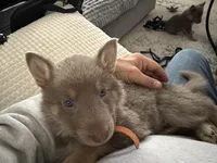 AKC Male 4 Orange , a male German Shepherd Dog for sale in Bradley, IL – Photo 2 of 4