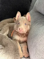 AKC Male 4 Orange , a male German Shepherd Dog for sale in Bradley, IL – Photo 1 of 4