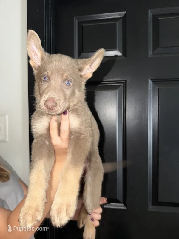 Boy 4  – German Shepherd Dog puppy for sale in Bradley, IL
