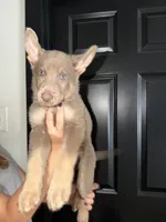 Boy 4 , a male German Shepherd Dog for sale in Bradley, IL – 1 of 1