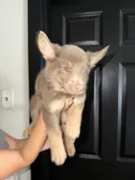 Boy 3 , a male German Shepherd Dog for sale in Bradley, IL – 1 of 1