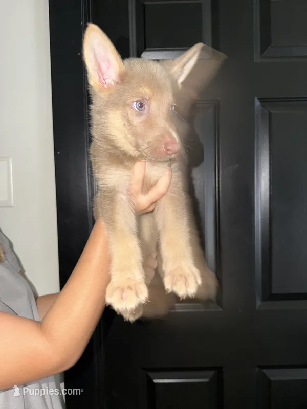 Boy 1  – German Shepherd Dog puppy for sale in Bradley, IL