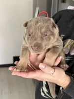 AKC Male 1 red , a male German Shepherd Dog for sale in Bradley, IL – Photo 2 of 2