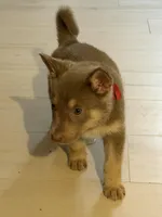 AKC Male 1 red , a male German Shepherd Dog for sale in Bradley, IL – Photo 1 of 2