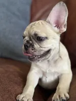 Blossom's Merle Female, a female French Bulldog for sale in Crystal River, FL – 3 of 9