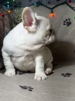 Cici 1 , a male French Bulldog for sale in Crystal River, FL – Photo 3 of 6