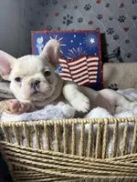 Cici 1 , a male French Bulldog for sale in Crystal River, FL – Photo 5 of 6