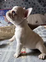 Cici 1 , a male French Bulldog for sale in Crystal River, FL – Photo 4 of 6