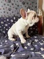 Cici 1 , a male French Bulldog for sale in Crystal River, FL – Photo 6 of 6