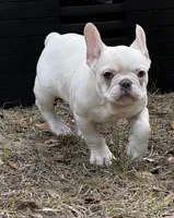 Cici 1 , a male French Bulldog for sale in Crystal River, FL – Photo 1 of 6