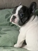 Buttons male, a male French Bulldog for sale in Crystal River, FL – 3 of 9