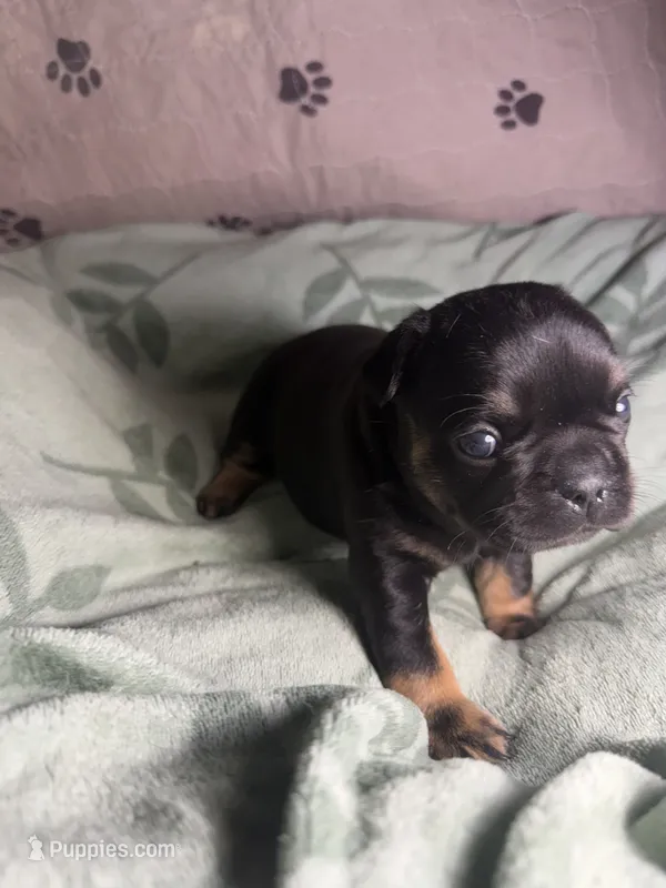 Betsy 1  – French Bulldog puppy for sale in Crystal River, FL