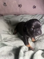 Betsy 1 , a female French Bulldog for sale in Crystal River, FL – 1 of 4