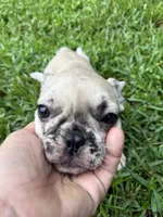 Blossom's Merle Female, a female French Bulldog for sale in Crystal River, FL – 8 of 9
