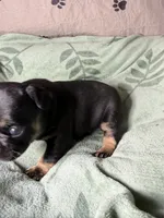 Betsy, a female French Bulldog for sale in Crystal River, FL – 4 of 4