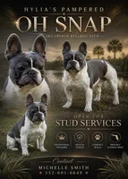 Buttons male, a male French Bulldog for sale in Crystal River, FL – 9 of 9