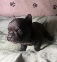 Betsy 2, a male French Bulldog for sale in Crystal River, FL – 1 of 4