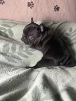 Betsy 2, a male French Bulldog for sale in Crystal River, FL – 4 of 4