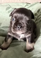 Betsy 4, a male French Bulldog for sale in Crystal River, FL – 2 of 4