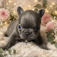 Lulu 3 , a female French Bulldog for sale in Crystal River, FL – 1 of 2