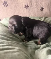 Betsy 3, a male French Bulldog for sale in Crystal River, FL – 4 of 4