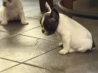 Buttons male, a male French Bulldog for sale in Crystal River, FL – 4 of 9