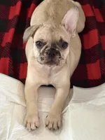 Blossom's Merle Female, a female French Bulldog for sale in Crystal River, FL – 4 of 9