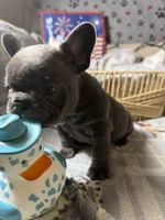 Miss 2, a male French Bulldog for sale in Crystal River, FL – Photo 4 of 5