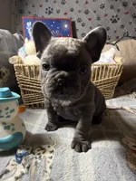 Miss 2, a male French Bulldog for sale in Crystal River, FL – Photo 5 of 5