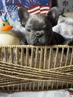 Miss 2, a male French Bulldog for sale in Crystal River, FL – Photo 2 of 5