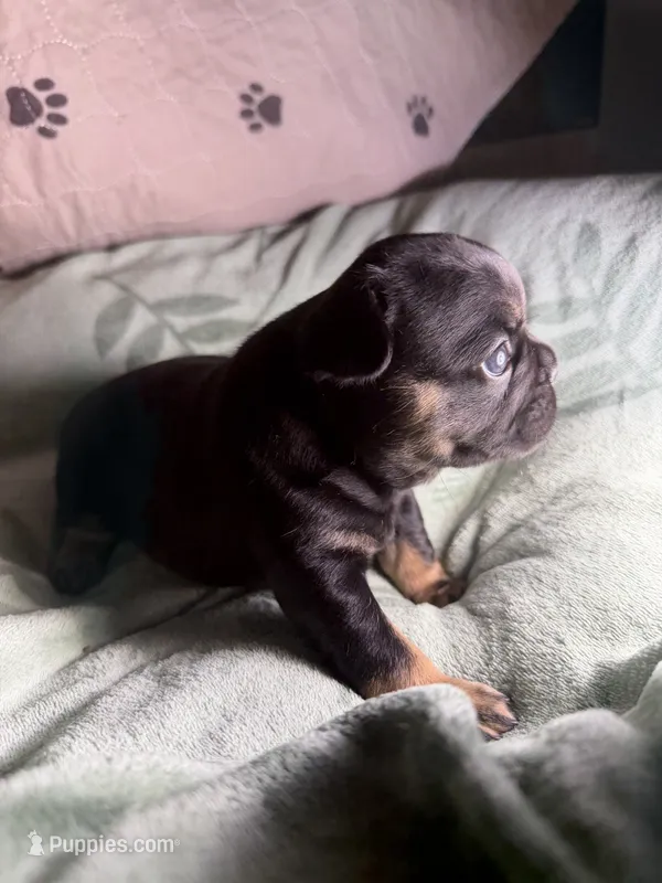 Betsy – French Bulldog puppy for sale in Crystal River, FL