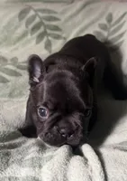 Betsy 2, a male French Bulldog for sale in Crystal River, FL – 2 of 4