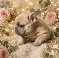 Lulu 1, a male French Bulldog for sale in Crystal River, FL – 1 of 2