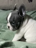 Buttons male, a male French Bulldog for sale in Crystal River, FL – 2 of 9