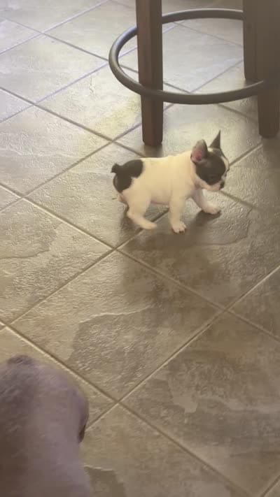 Buttons male, a male French Bulldog for sale in Crystal River, FL – 8 of 9