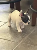 Buttons male, a male French Bulldog for sale in Crystal River, FL – 5 of 9