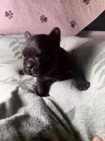 Betsy 2, a male French Bulldog for sale in Crystal River, FL – 3 of 4