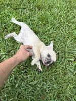 Blossom's Merle Female, a female French Bulldog for sale in Crystal River, FL – 9 of 9