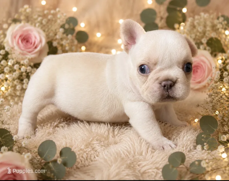 Lulu 2  – French Bulldog puppy for sale in Crystal River, FL
