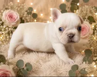 Lulu 2 , a male French Bulldog for sale in Crystal River, FL – 1 of 2