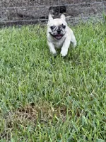 Blossom's Merle Female, a female French Bulldog for sale in Crystal River, FL – 5 of 9