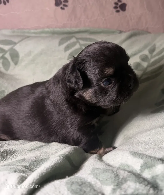 Betsy 3 – French Bulldog puppy for sale in Crystal River, FL