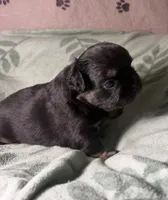 Betsy 3, a male French Bulldog for sale in Crystal River, FL – 1 of 4