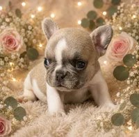 Lulu 5, a female French Bulldog for sale in Crystal River, FL – 1 of 2