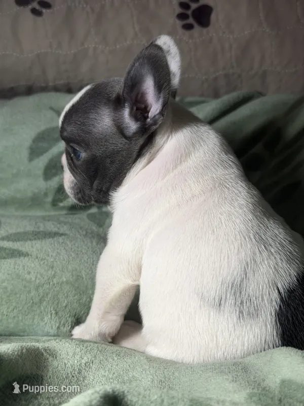 Buttons male – French Bulldog puppy for sale in Crystal River, FL