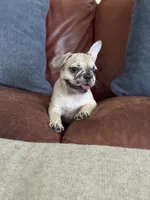 Blossom's Merle Female, a female French Bulldog for sale in Crystal River, FL – 2 of 9
