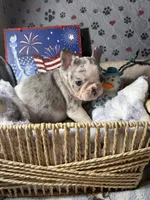 Miss1, a male French Bulldog for sale in Crystal River, FL – Photo 1 of 4