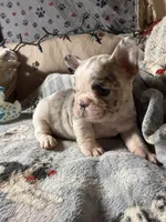 Miss1, a male French Bulldog for sale in Crystal River, FL – Photo 3 of 4