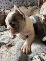 Miss1, a male French Bulldog for sale in Crystal River, FL – Photo 2 of 4