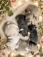 Lulu 4, a female French Bulldog for sale in Crystal River, FL – 2 of 2